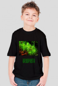Bryophyta