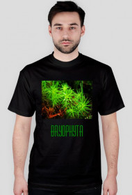 Bryophyta