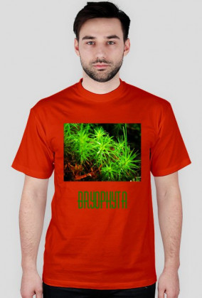 Bryophyta