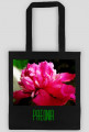 Paeonia