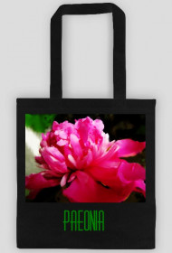 Paeonia