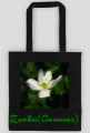 Zawilec (Anemone)