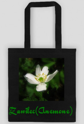 Zawilec (Anemone)
