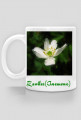 Zawilec (Anemone)