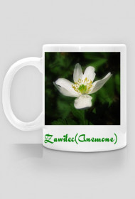Zawilec (Anemone)