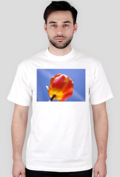 tulipan