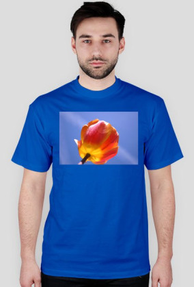 tulipan