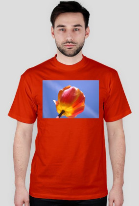 tulipan