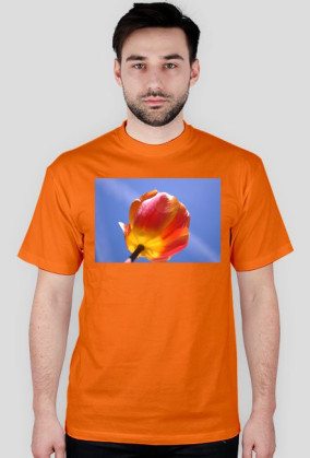 tulipan