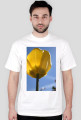 tulipan