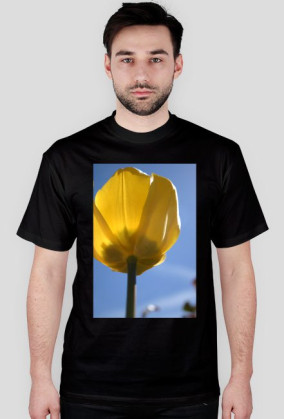 tulipan