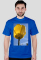 tulipan