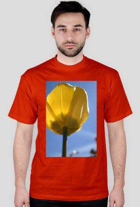 tulipan