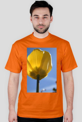 tulipan