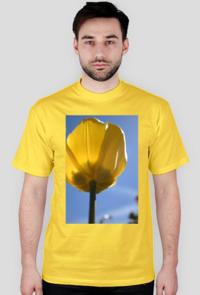 tulipan
