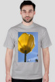 tulipan