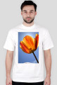 tulipan