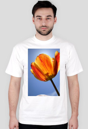 tulipan