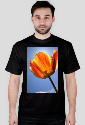 tulipan