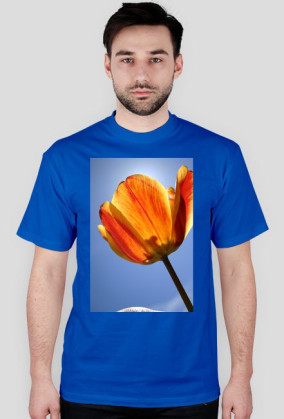 tulipan