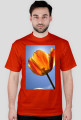 tulipan