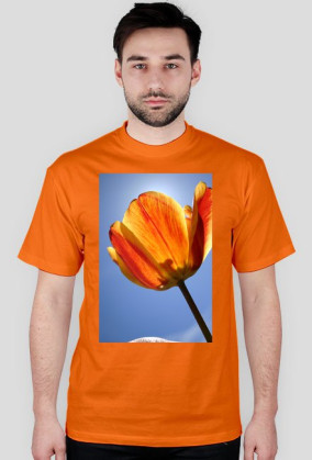 tulipan