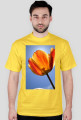 tulipan