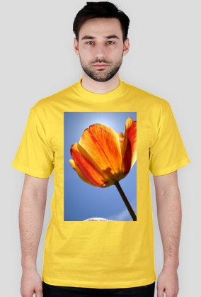 tulipan