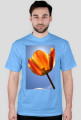 tulipan