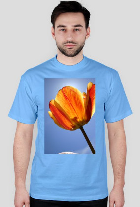 tulipan