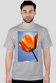 tulipan