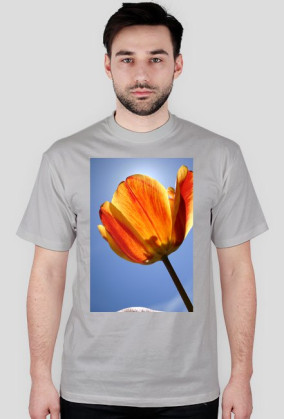 tulipan