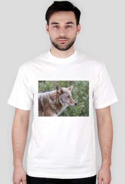 cztery łapy
