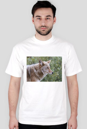 cztery łapy