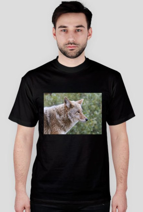 cztery łapy