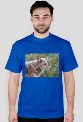 cztery łapy