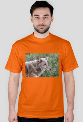 cztery łapy