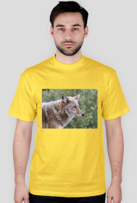 cztery łapy