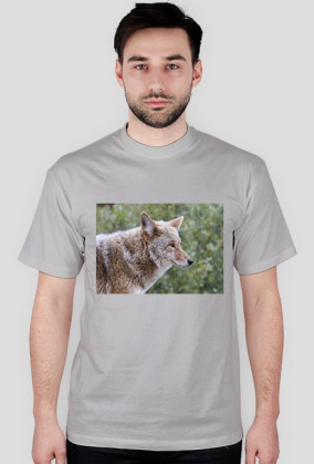 cztery łapy