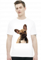 Buldog francuski
