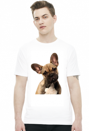 Buldog francuski