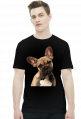 Buldog francuski