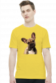 Buldog francuski
