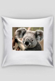 koala-poduszka
