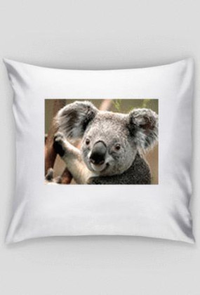 koala-poduszka