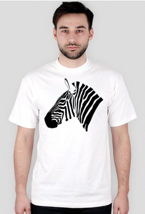 Zwiak - Zebra
