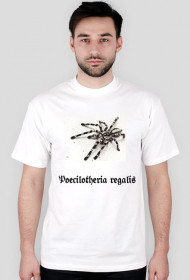 Poecilotheria regalis.