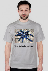 Poecilotheria metallica.