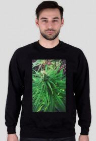 Sativa.