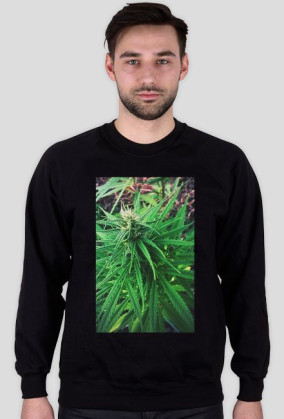 Sativa.